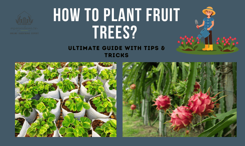 How To Plant Fruit Trees?