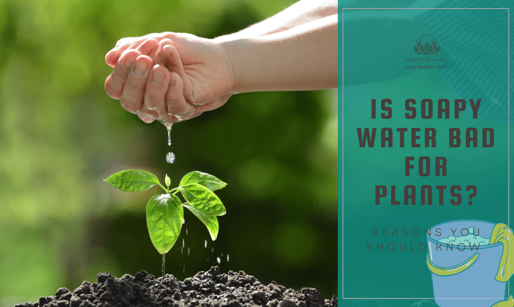 Is Soapy Water Bad For Plants? Reasons you should Know