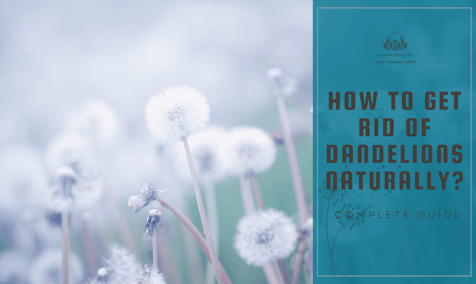 How to Get Rid of Dandelions Naturally?