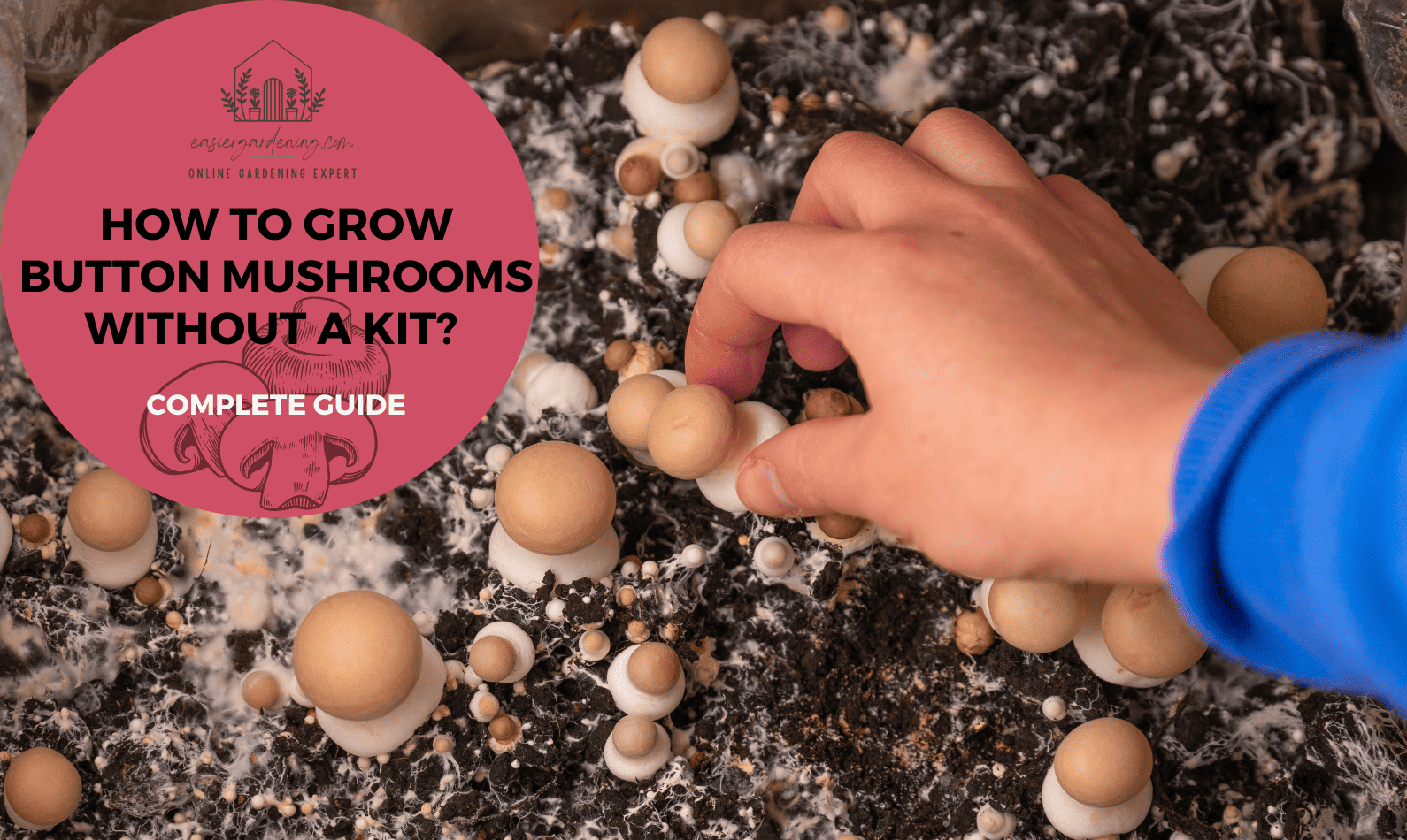 How To Grow Button Mushrooms Without A Kit?