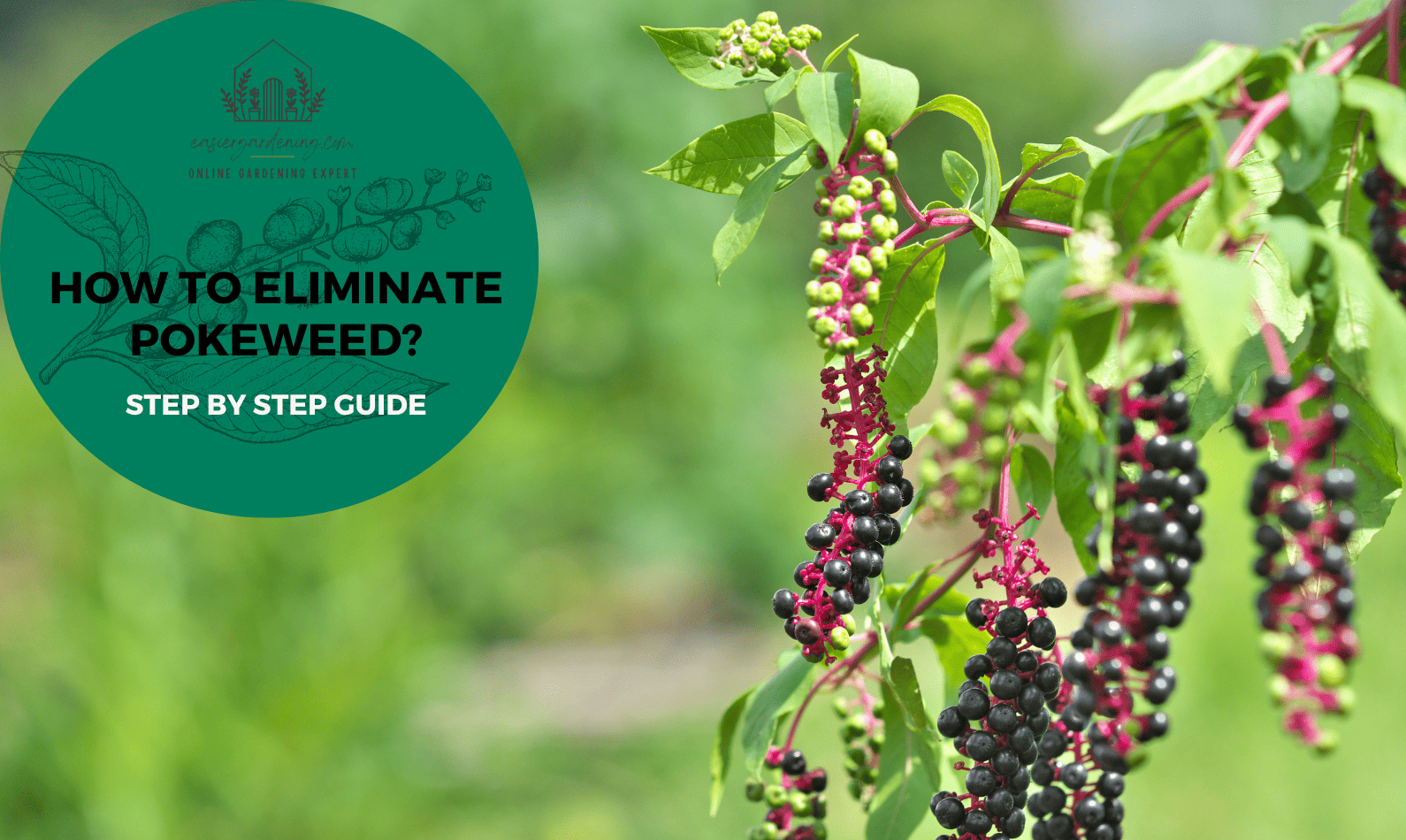 How to Eliminate Pokeweed?