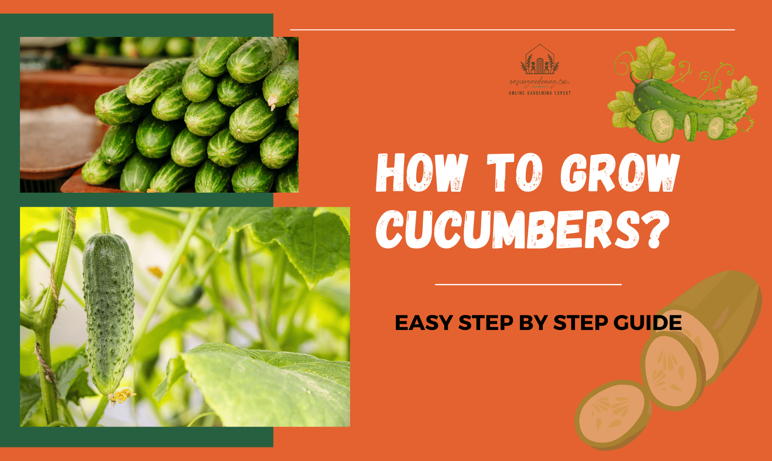 How To Grow Cucumbers?