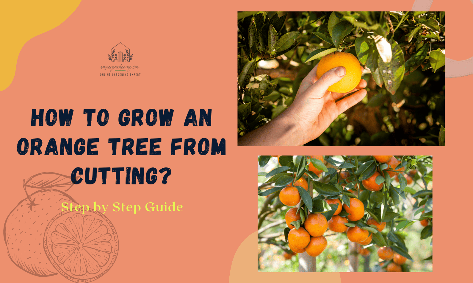 How to Grow an Orange Tree from Cutting?