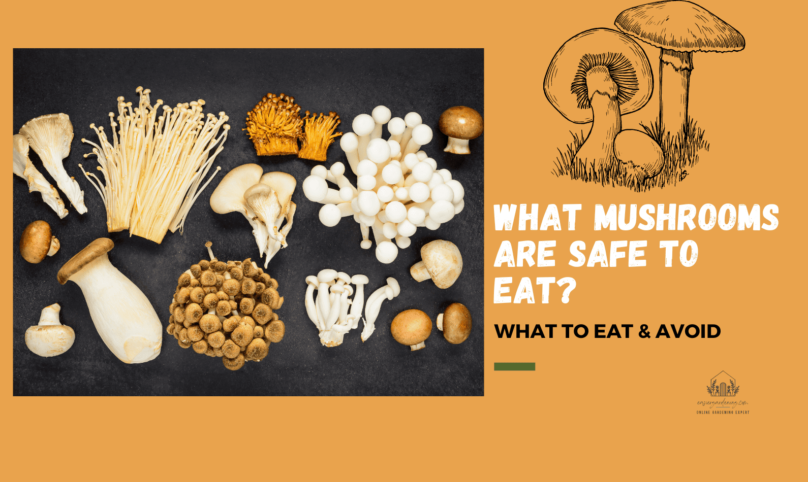 What Mushrooms Are Safe to Eat?