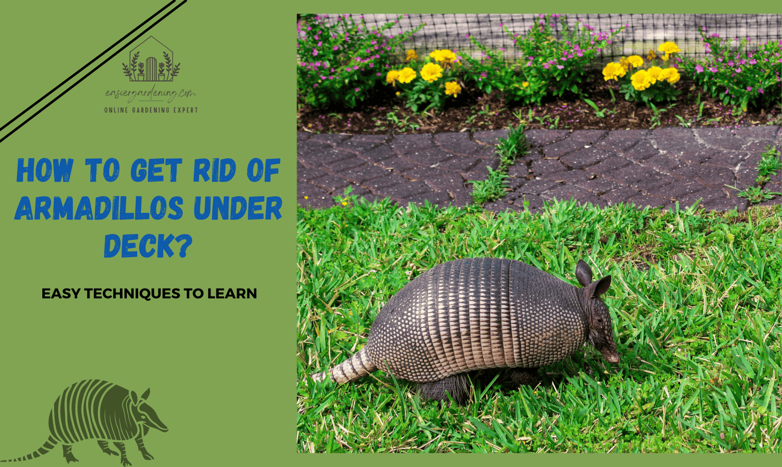 How to Get Rid of Armadillos Under Deck?