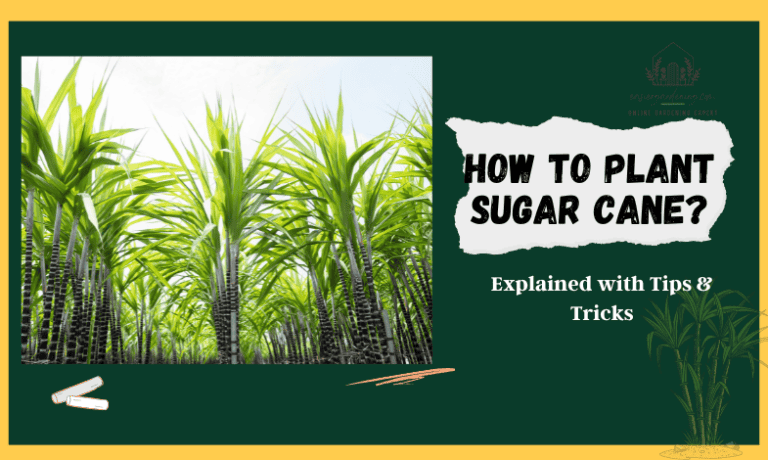 How to Plant Sugar Cane: Explained with Tips & Tricks