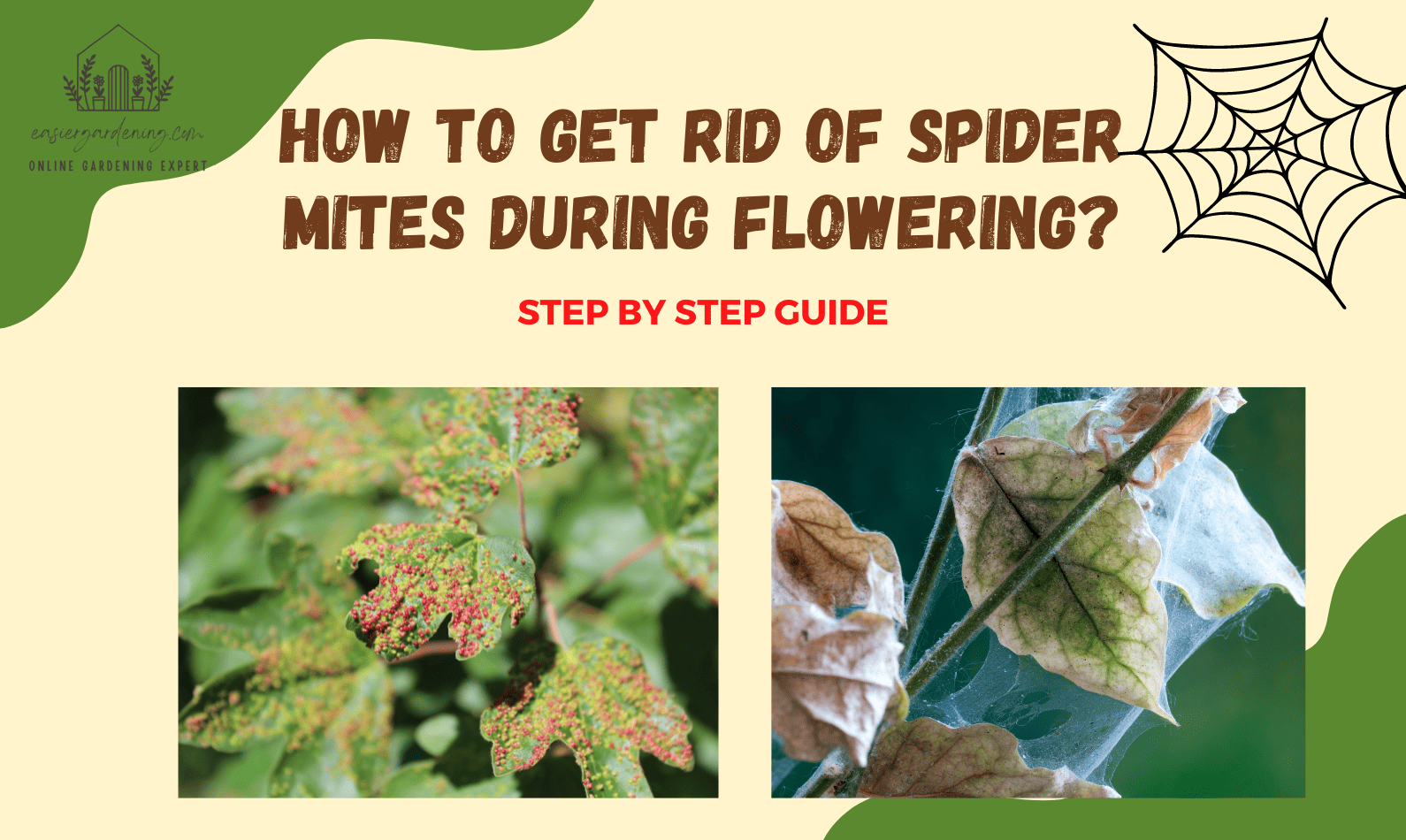How to get Rid of Spider Mites During Flowering?