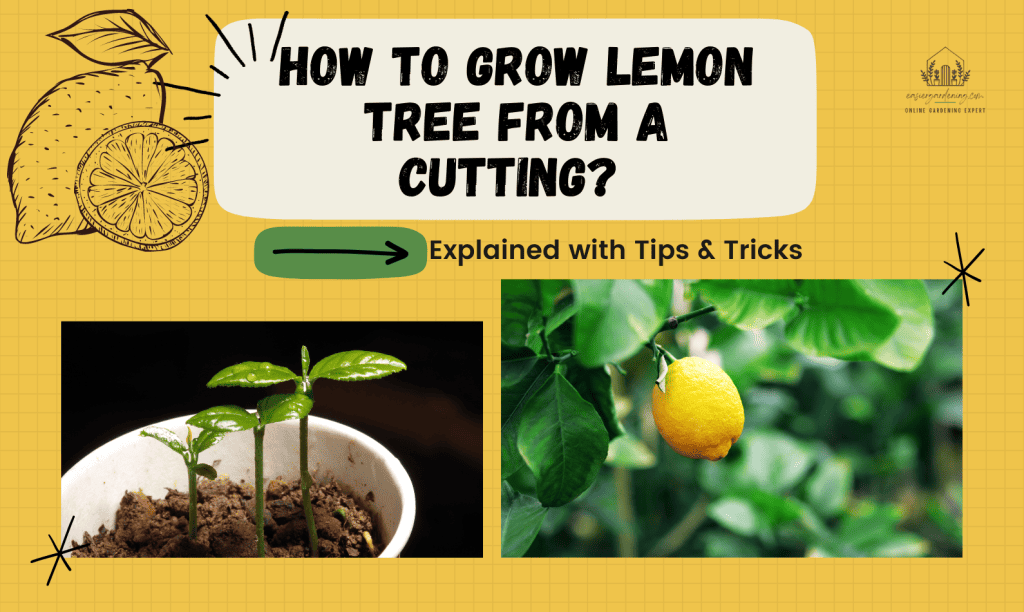 How to Grow Lemon Tree from a Cutting? Quick Tips & Tricks