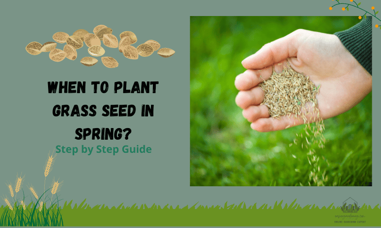When to Plant Grass Seed in Spring?