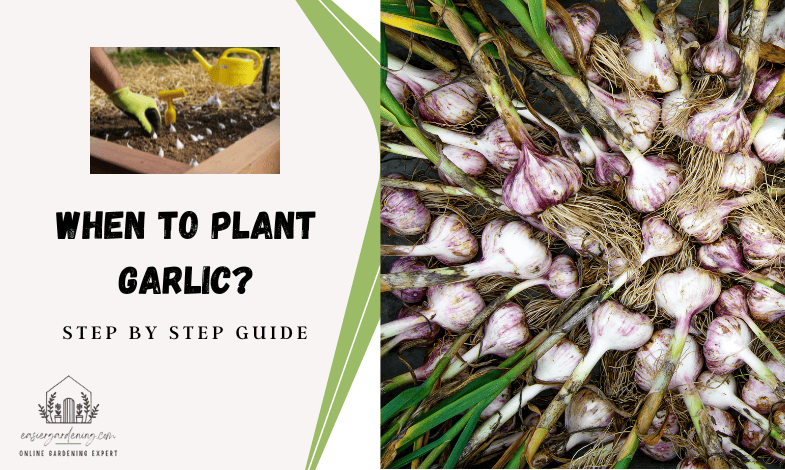 When to Plant Garlic