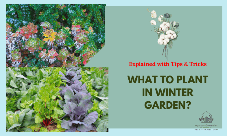 What to Plant in Winter Garden