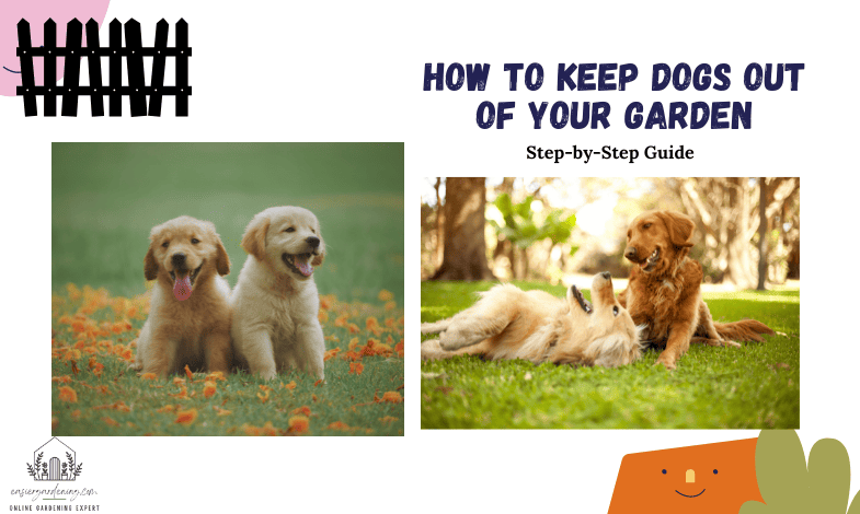 How to Keep Dogs Out of Your Garden