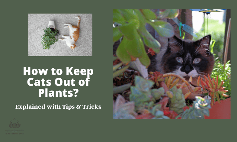 How to Keep Cats Out of Plants