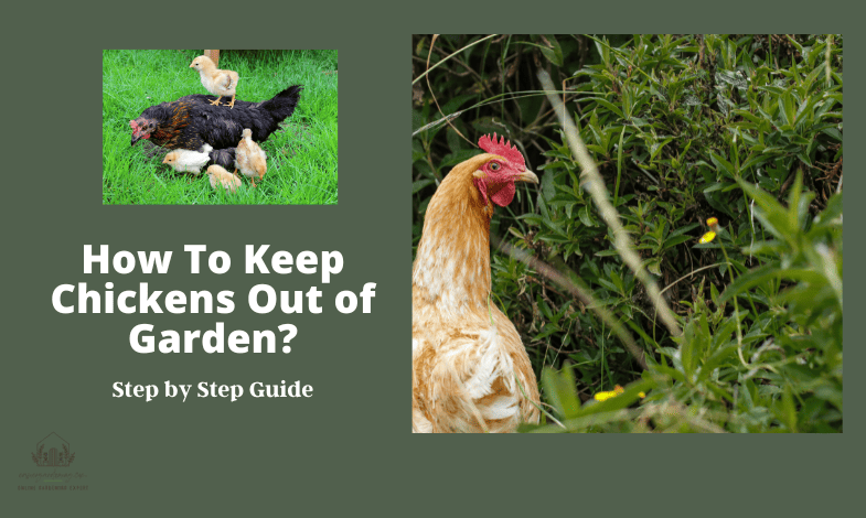 How To Keep Chickens Out of Garden?