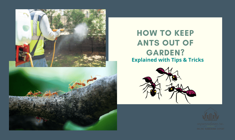 How to Keep Ants Out of Garden