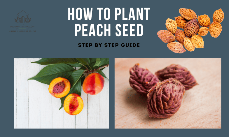 How to Plant Peach Seed