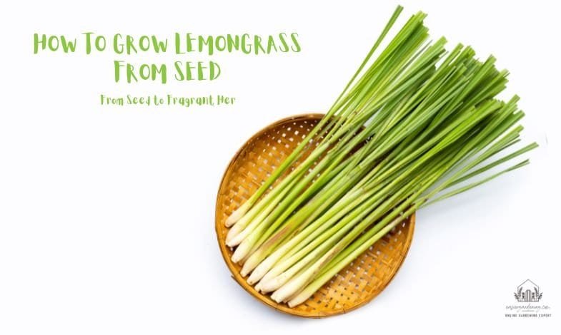 Growing Lemongrass from Seed