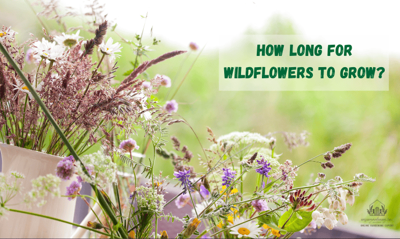 How Long Does It Take for Wildflowers to Grow