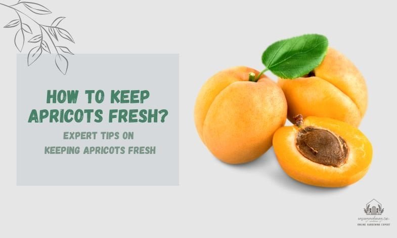 How to Keep Apricots Fresh?