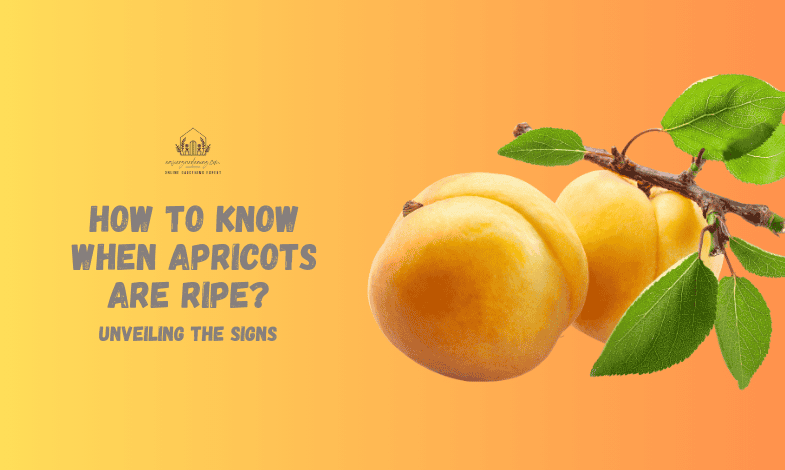 How to Know When Apricots Are Ripe?