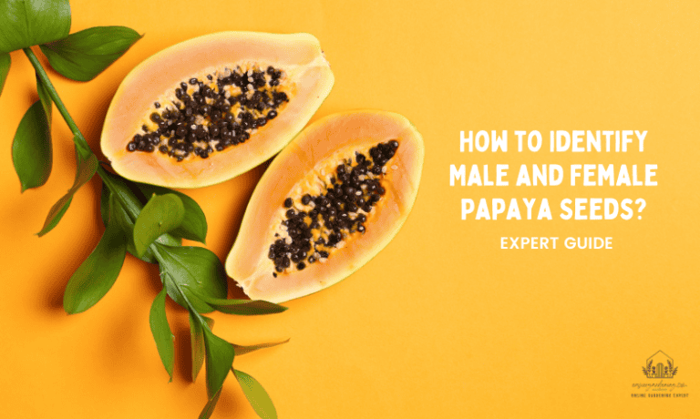 How To Identify Male And Female Papaya Seeds Expert Guide 